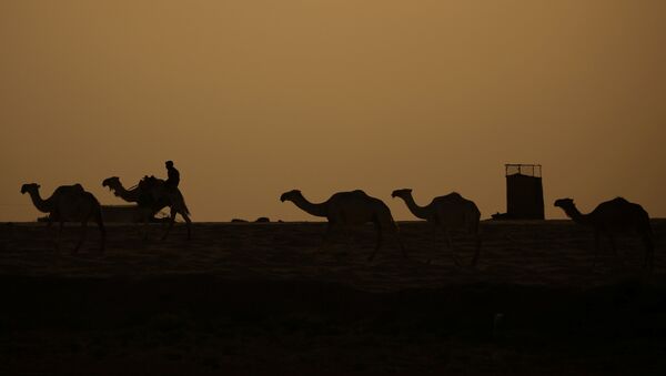 Camellos cerca de Al Raqa, Siria - Sputnik Mundo