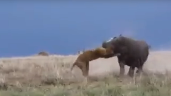 Un hipopótamo carga contra una leona - Sputnik Mundo
