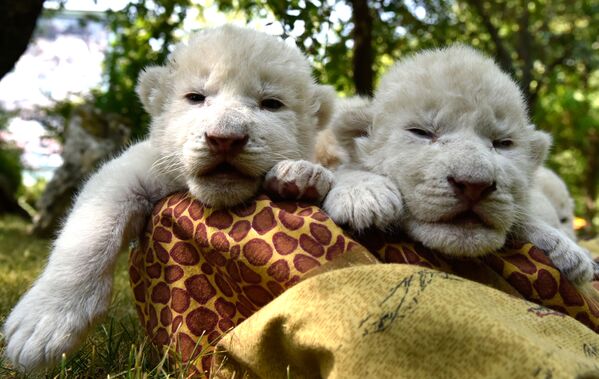 El mejor regalo para el Día del León: nacen en Crimea cuatro cachorros de león blanco - Sputnik Mundo