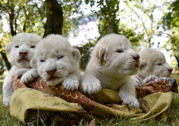 El mejor regalo para el Día del León: nacen en Crimea cuatro cachorros de león blanco - Sputnik Mundo