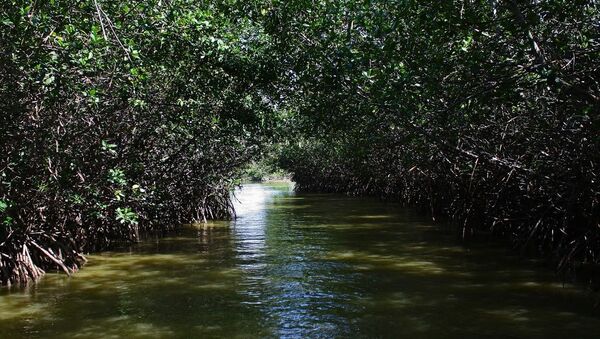 Tumbes manglares (Archivo) - Sputnik Mundo
