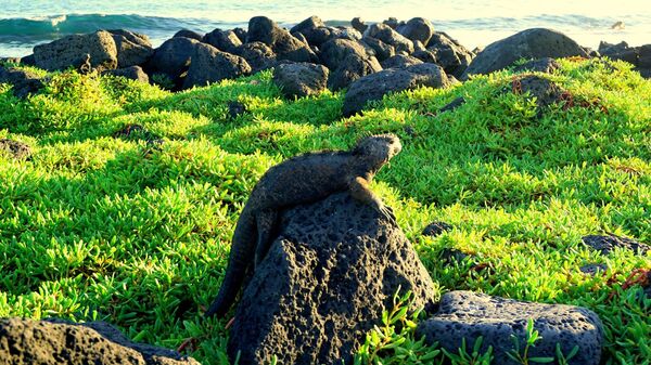 Iguana en las Islas Galápagos - Sputnik Mundo