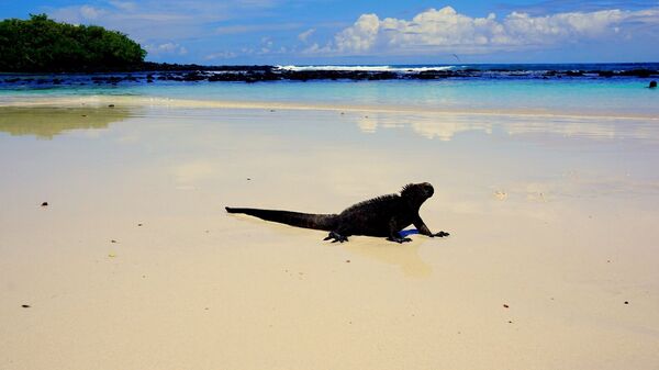 Una iguana en la playa, las Islas Galápagos - Sputnik Mundo