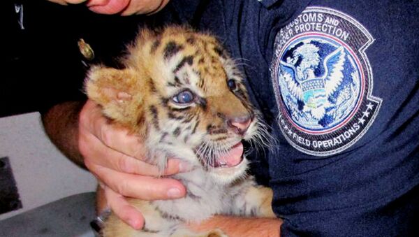 Un tigre bengala confiscado en la frontera mexicana - Sputnik Mundo