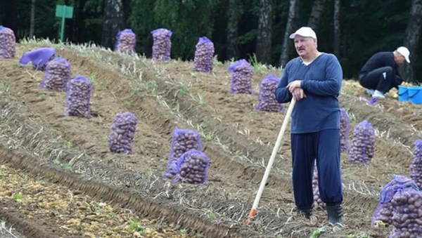 Lukashenko, agricultor: día de recolección de papa para el presidente de Bielorrusia - Sputnik Mundo