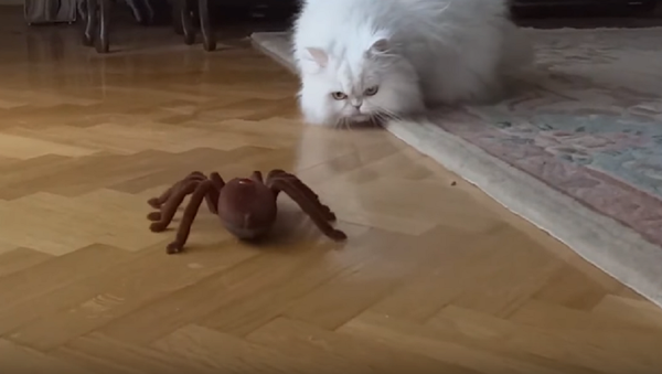 Así reacciona este gatito persa ante una araña robótica - Sputnik Mundo