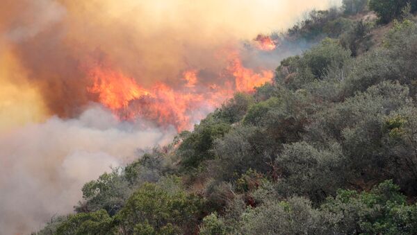 Incendio forestal en California - Sputnik Mundo