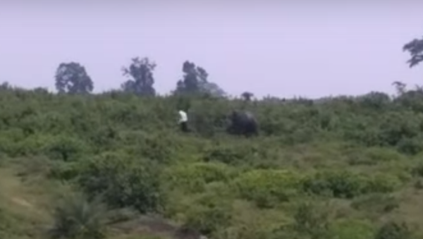 Un elefante aplasta a un hombre mientras se toma una selfi - Sputnik Mundo