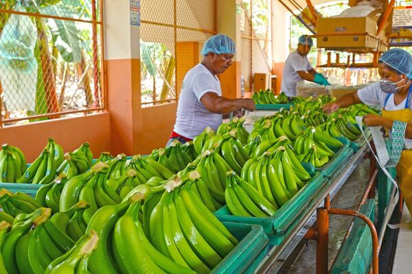 Productos de la misión de bananeros de Ecuador - Sputnik Mundo