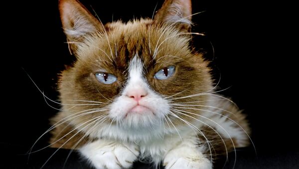 Grumpy Cat (archivo) - Sputnik Mundo