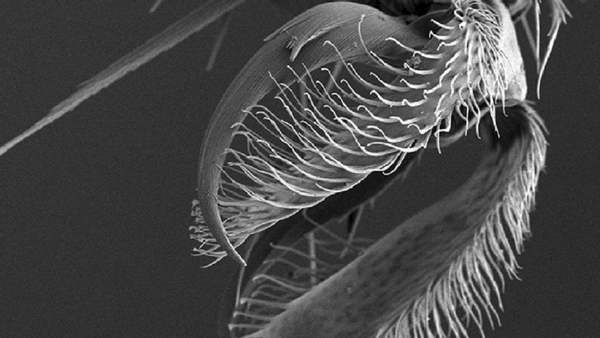 Turkmenocampa mirabilis, visto bajo el microscopio - Sputnik Mundo
