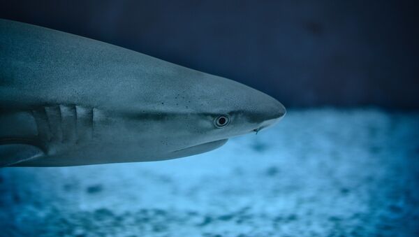 Un tiburón (archivo) - Sputnik Mundo