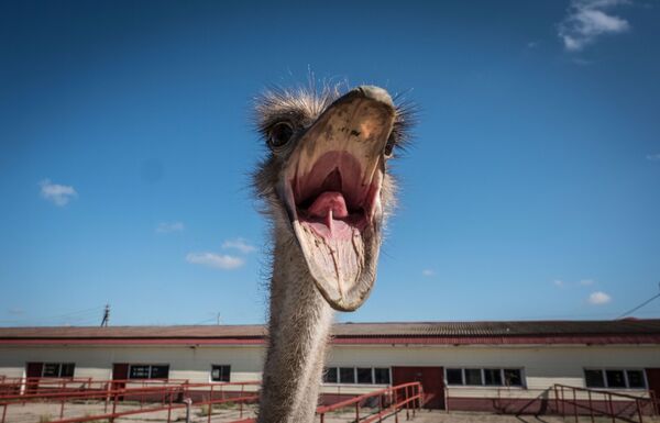 Un avestruz de una granja de avestruces ubicada en la ciudad de Chejov, a las afueras de Moscú - Sputnik Mundo
