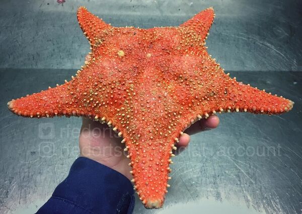 Las extraordinarias y espeluznantes criaturas que habitan en las profundidades del mar - Sputnik Mundo