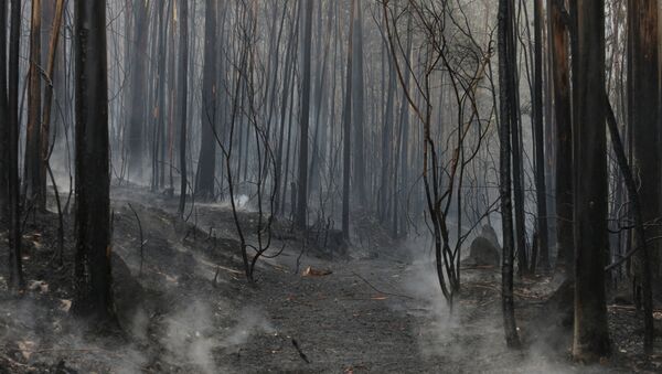 Incendios forestales en Galicia, España - Sputnik Mundo