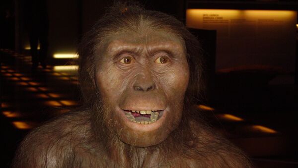 Australopithecus afarensis, homínido extinto - Sputnik Mundo