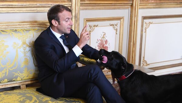 Emmanuel Macron, presidente de Francia, y su perro Nemo - Sputnik Mundo