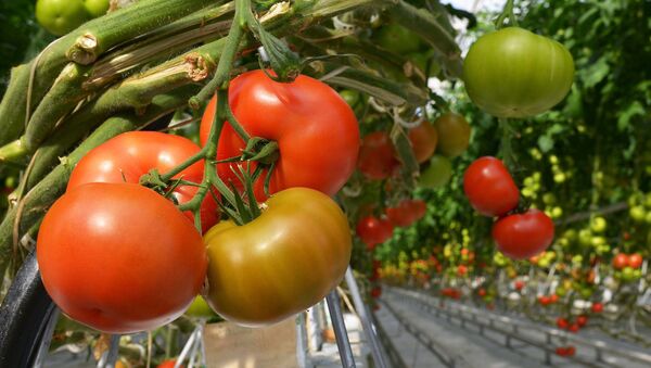 Cultivo de tomates (archivo) - Sputnik Mundo