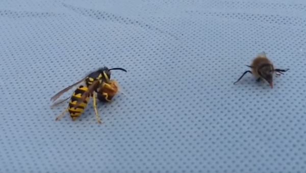 Una avispa parte en dos a una abeja en una feroz batalla - Sputnik Mundo