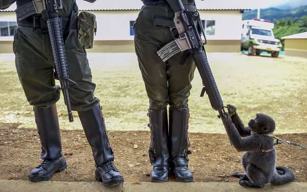 Un monito juega con la escopeta de una oficial de la Policía de Agua Bonita (Colombia). - Sputnik Mundo