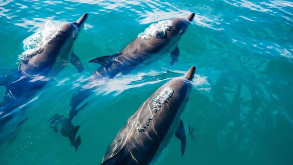 Los delfines (archivo) - Sputnik Mundo