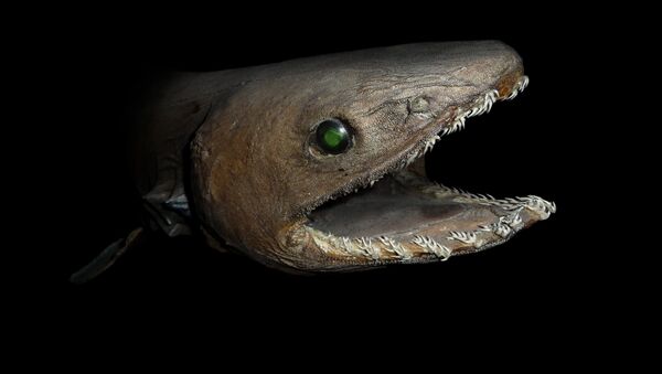 Un tiburón de la especie Chlamydoselachus anguineus - Sputnik Mundo