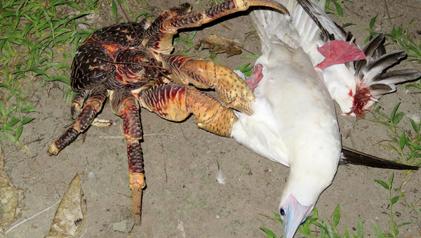 Un cangrejo se abalanza sobre un pájaro y se lo come - Sputnik Mundo