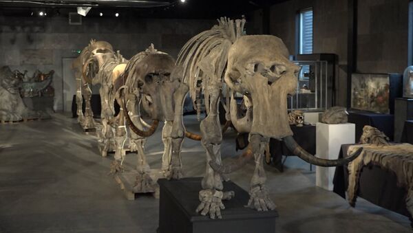 El esqueleto de un mamut - Sputnik Mundo