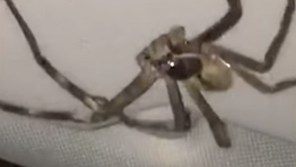 Una monstruosa araña 'toma de rehén' a una conductora - Sputnik Mundo