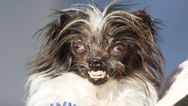 Peanut, el perro más feo del mundo, en 2013 - Sputnik Mundo