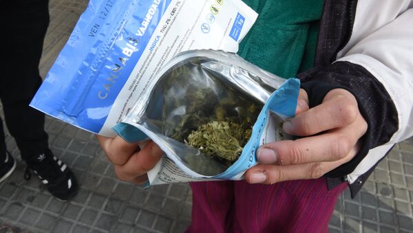 Una variedad del cannabis legal en Uruguay - Sputnik Mundo