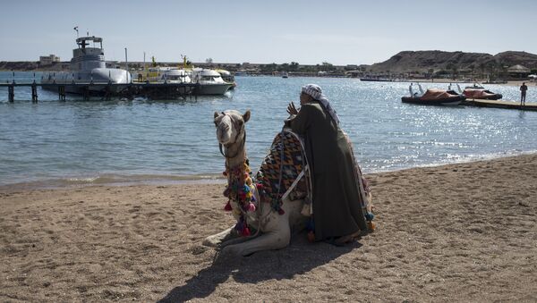 Un camello en la playa de Egipto - Sputnik Mundo
