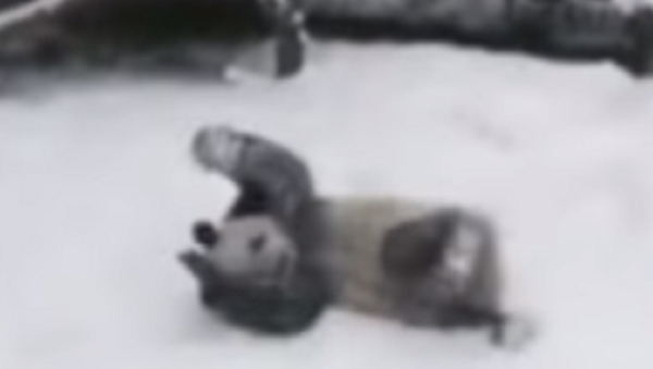 Como un niño: la alegría desbordante de un panda al ver la nieve en China - Sputnik Mundo