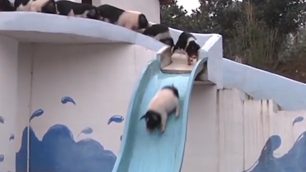 Parque acuático para lechones: cómo un chino entretiene a sus mascotas - Sputnik Mundo