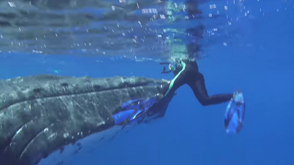 Una heroica ballena protege a una bióloga del ataque de un tiburón - Sputnik Mundo