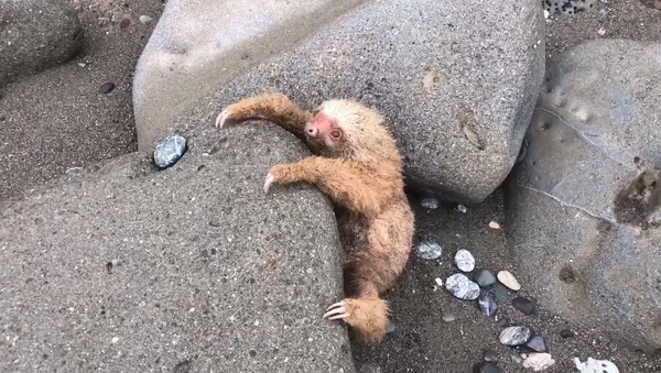 El emocionante rescate de una cría de oso perezoso en una playa costarricense - Sputnik Mundo