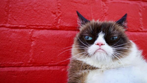 Grumpy Cat, gato celebridad en internet - Sputnik Mundo