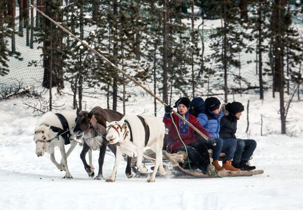 Los saami de Rusia: la vida de un pueblo único a través de las imágenes - Sputnik Mundo