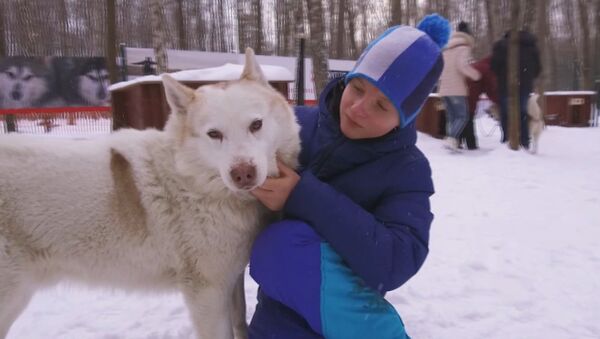 Perros husky ayudan en Moscú a menores con trastornos de desarrollo - Sputnik Mundo