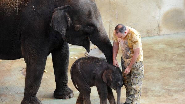 Los elefantes en el zoológico en Rostov del Don - Sputnik Mundo