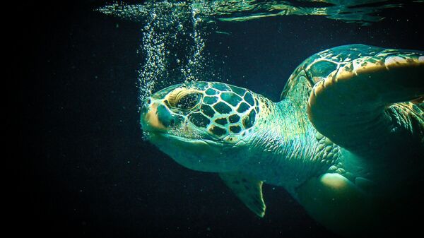 Una tortuga marina - Sputnik Mundo