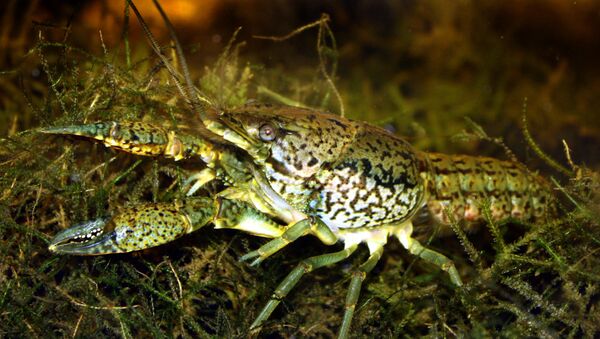 Procambarus fallax forma virginalis, la especie mutante de cangrejo de agua dulce que se expande por el mundo - Sputnik Mundo