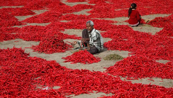 Un granjero de la India limpia guindillas —chile— a las afueras de Ahmedabad. - Sputnik Mundo