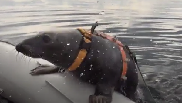 Las focas marinas, al servicio de las FFAA de Rusia - Sputnik Mundo