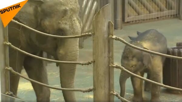 Un pequeño elefante juega y se baña en el zoológico de Moscú - Sputnik Mundo