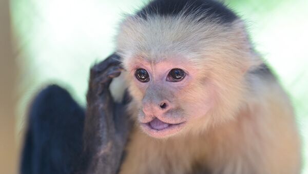 El mono capuchino (archivo) - Sputnik Mundo