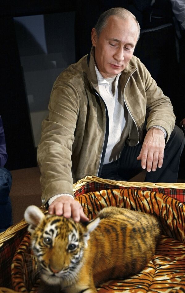 El primer ministro de Rusia (en 2008), Vladímir Putin, presentó a los periodistas a un cachorro de tigre que le regalaron por su cumpleaños. Se trataba de una hembra de tigre de Amur de 2,5 meses de edad - Sputnik Mundo