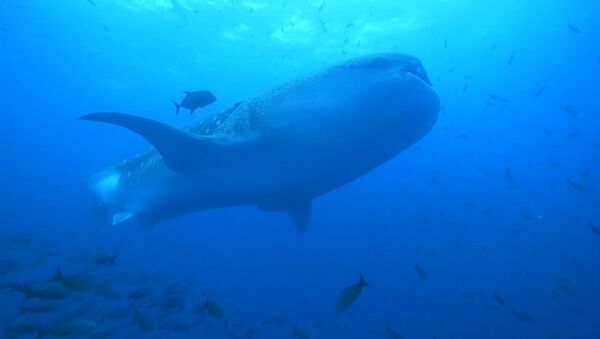 Así es el tiburón más grande del mundo - Sputnik Mundo