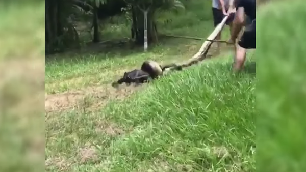 El drama de la salvación de un perro del ataque de una anaconda gigante en Brasil - Sputnik Mundo