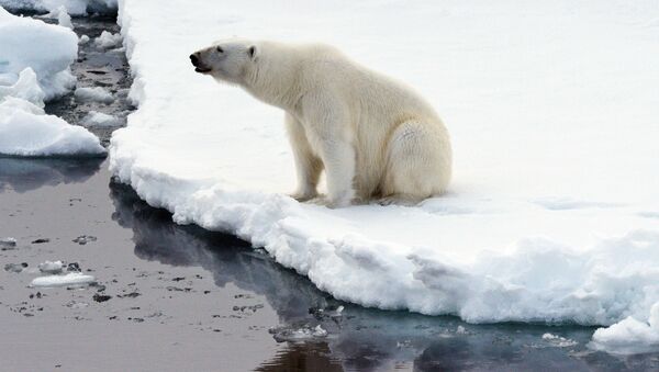 Белый медведь на льдине в Северном ледовитом океане - Sputnik Mundo